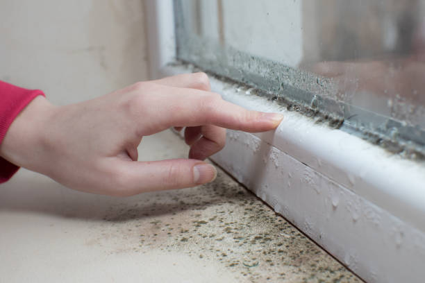 Best Basement Mold Removal  in Greenwood, LA
